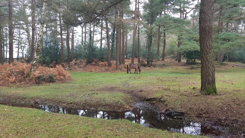 New Forest Lodge 29/37