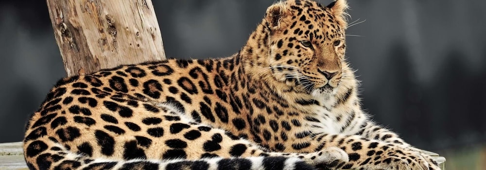 Hex Wildlife Hotel at Yorkshire Wildlife Park 20/36