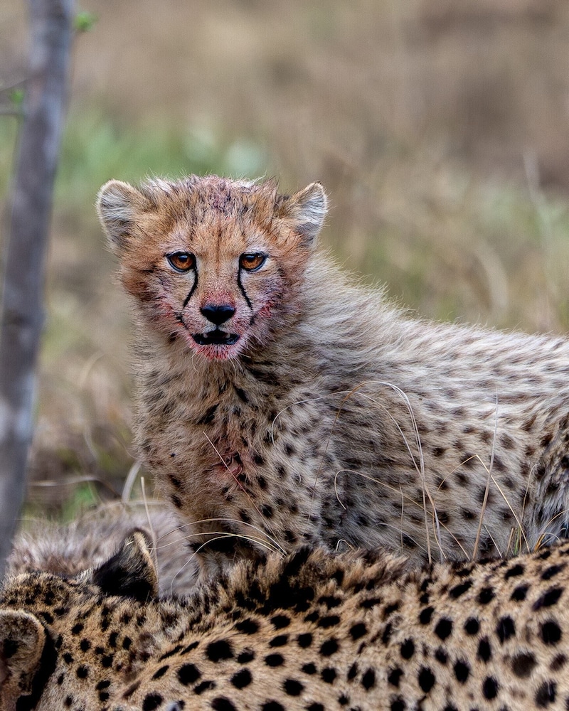 Sediba Private Game Lodge 7/50