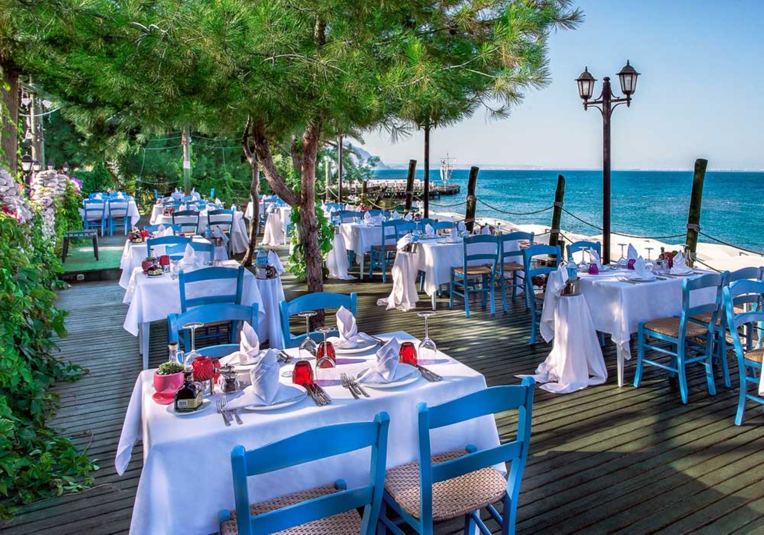 Gypsophila Club Marine 26/50