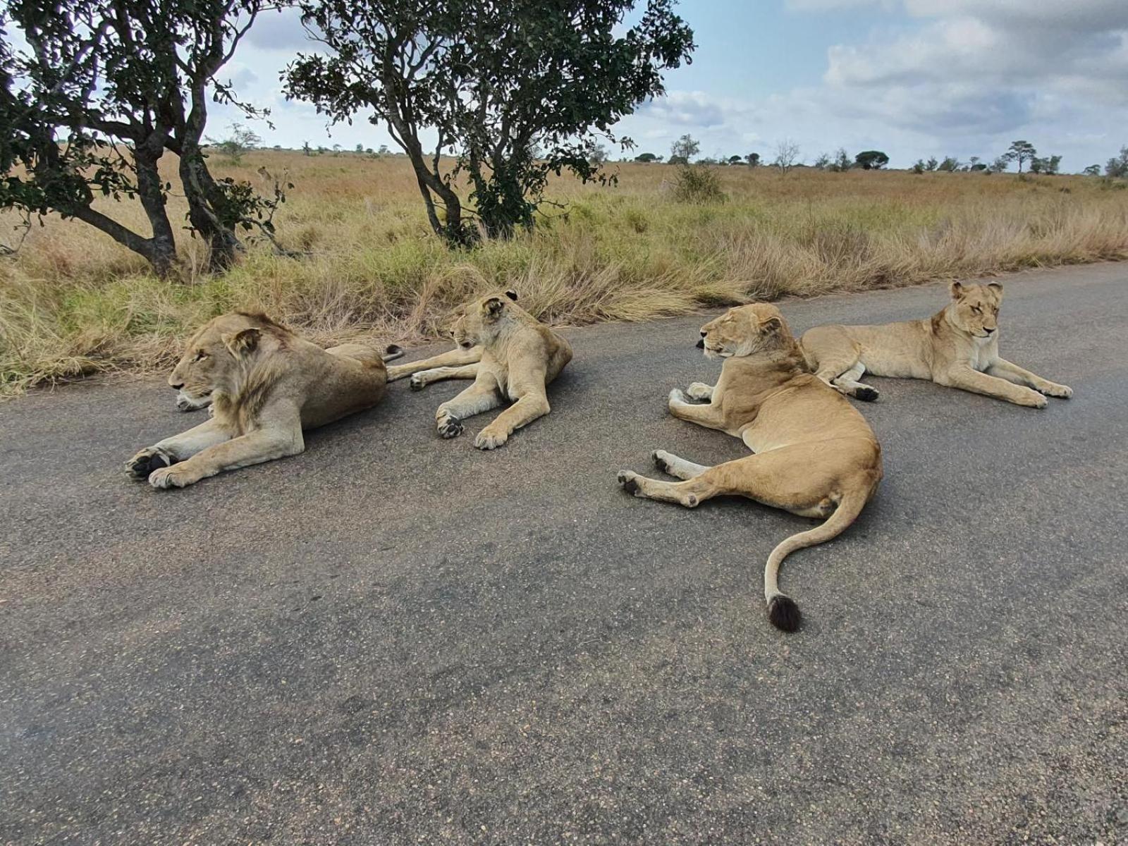 Masorini Bush Lodge 17/50