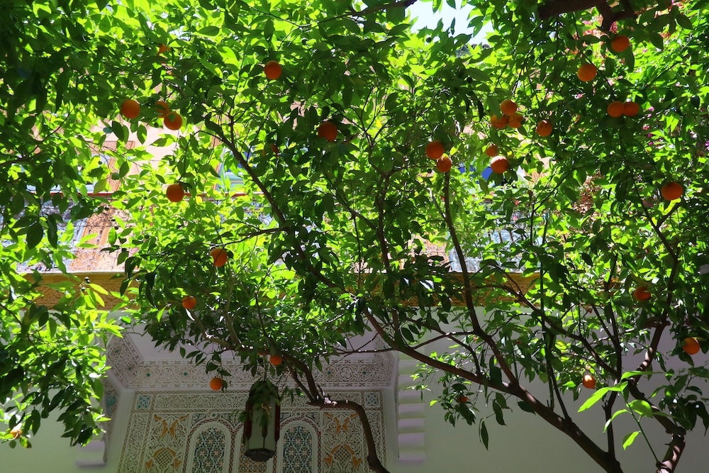 Riad El Borj 37/50