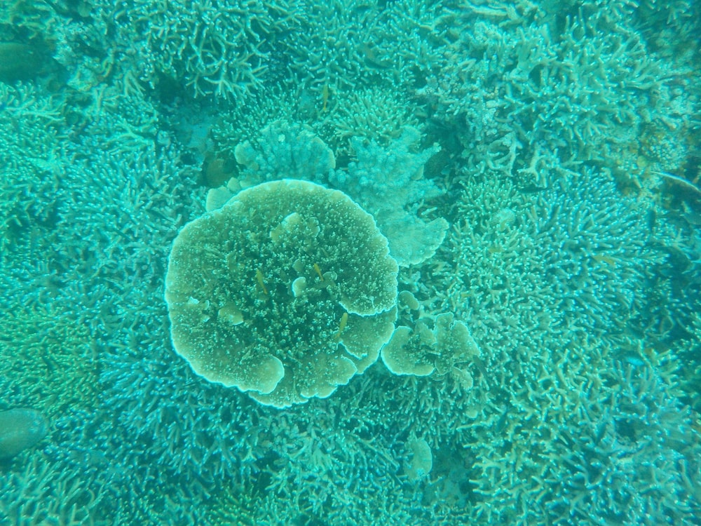Sea Turtle House 22/50
