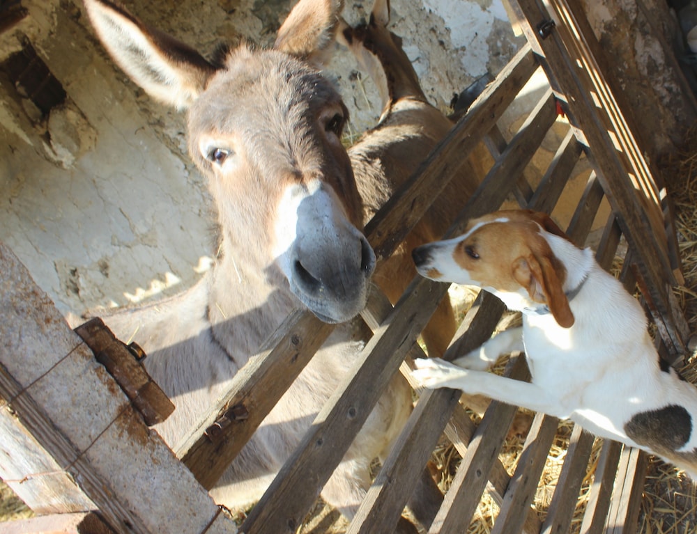 Agriturismo La Casa Di Bacco 10/39