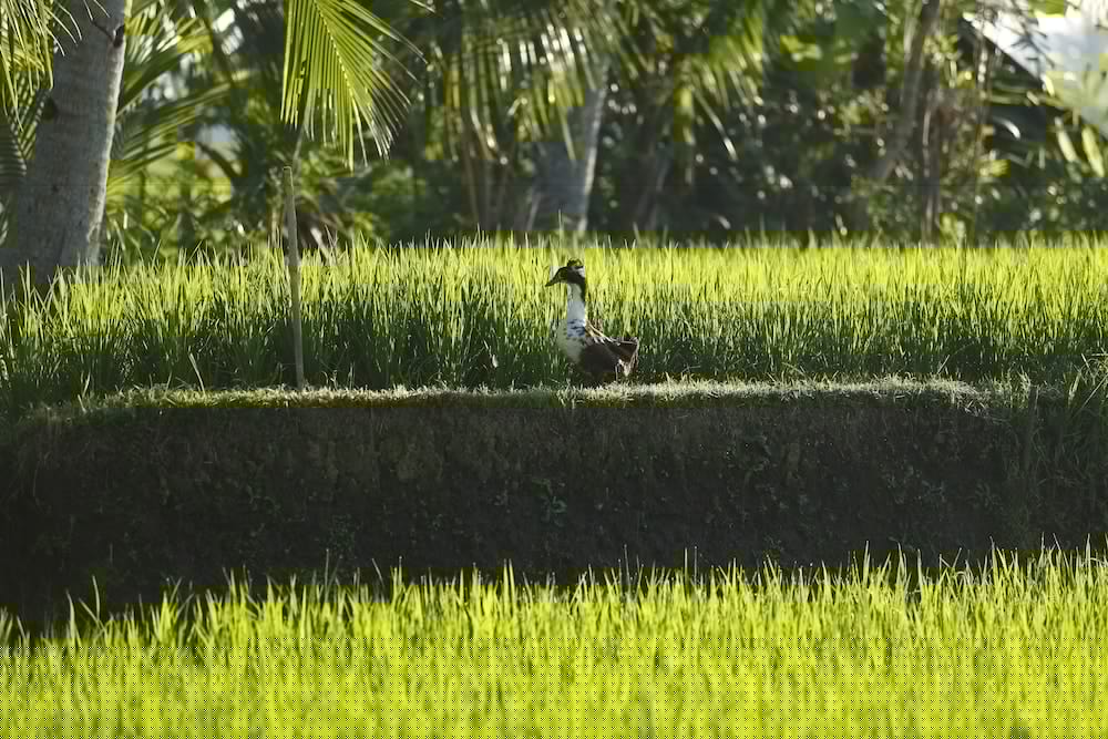 Luxe Villas Bali 42/50