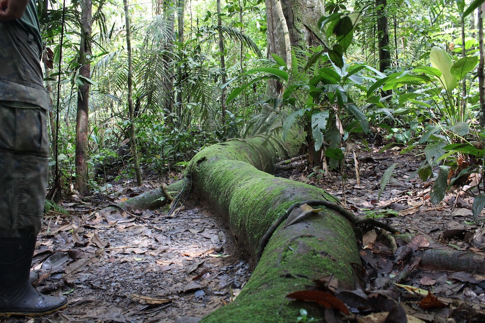 Amazon Ecopark Jungle Lodge 41/50