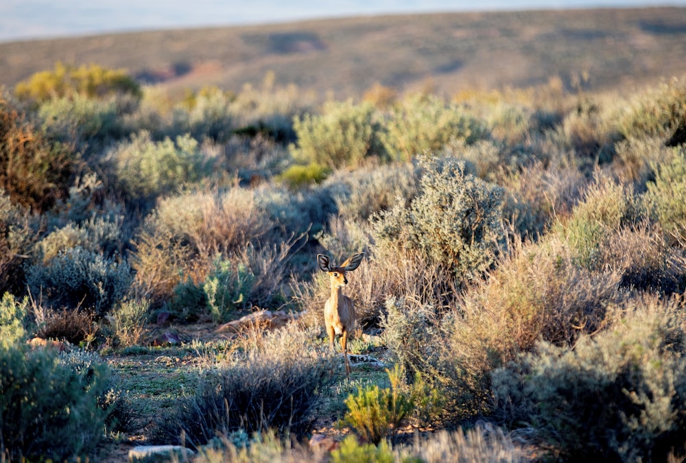 Kagga Kamma Nature Reserve 70/75