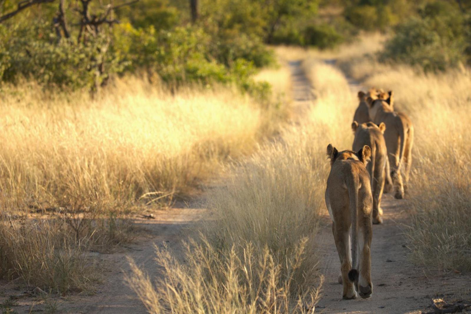 Imagine Africa Luxury Tented Camp 34/50