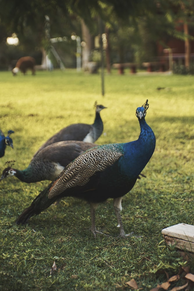 Hacienda Majoro Boutique Resort 27/50