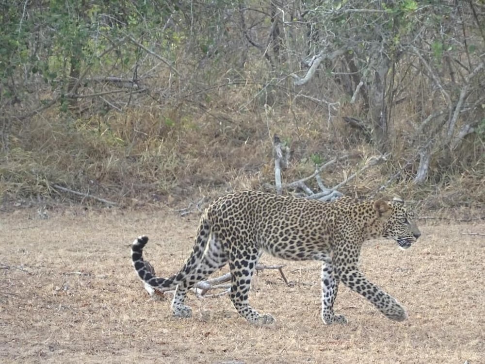 Wadula Safari Yala 32/33