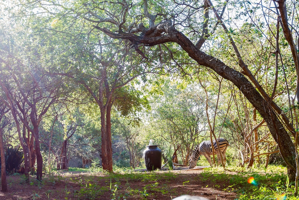 Shikwari Bush Lodge &amp; Pangolin Bush Camp 41/50