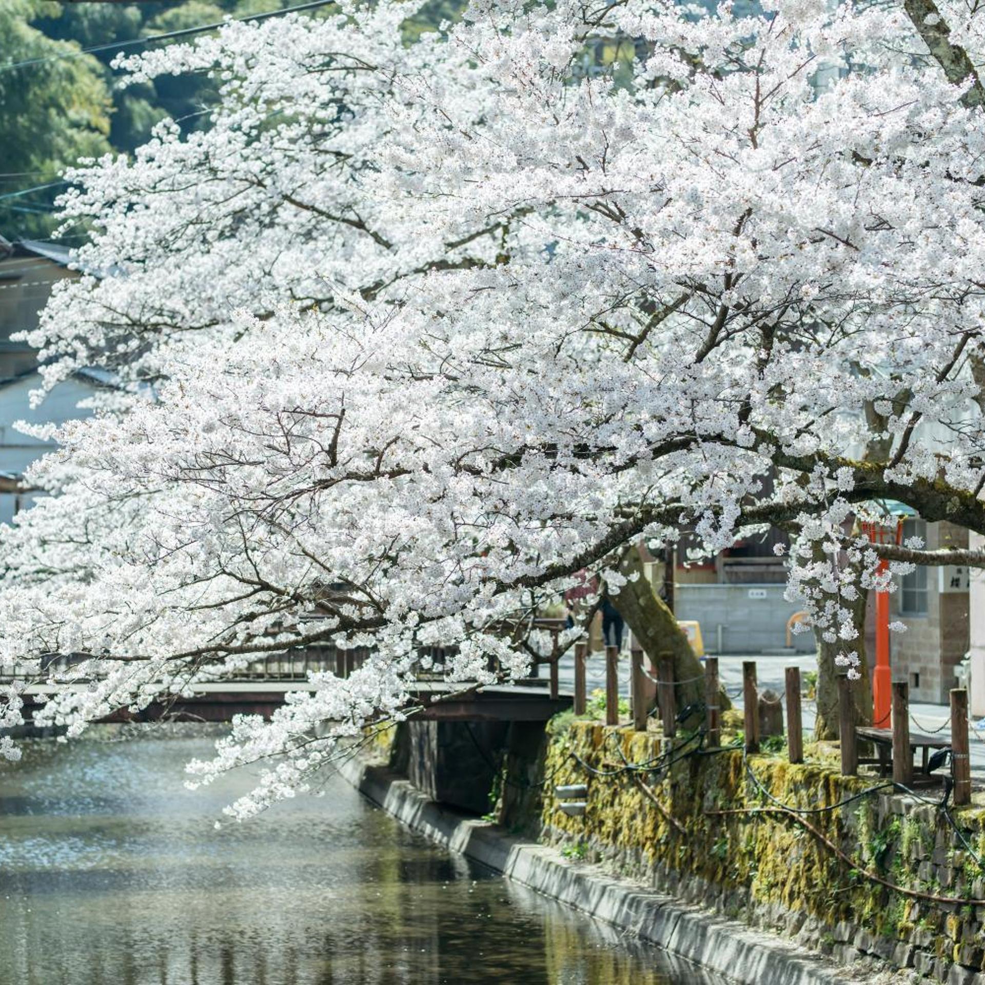 Kinosaki Onsen Ryokan Sensui 52/58