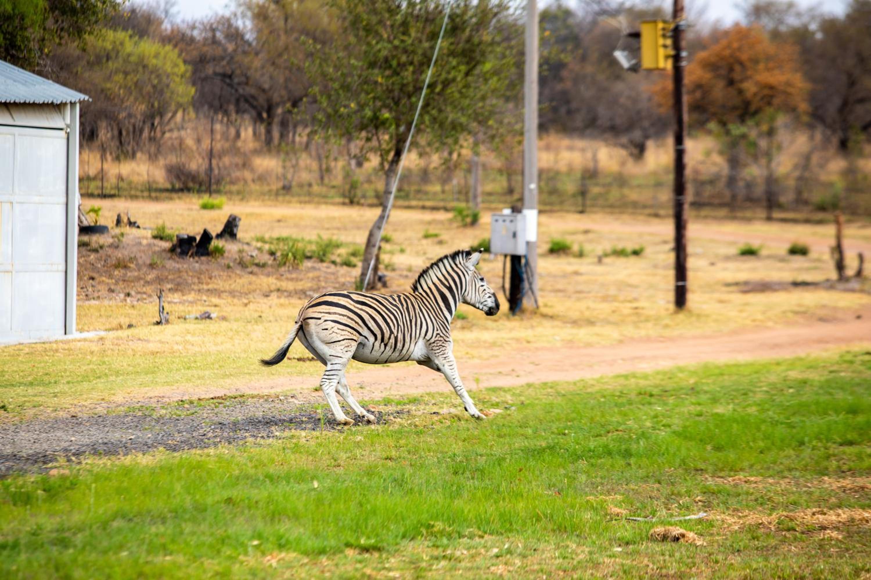 Naledi@53 Private Game Farm 36/50