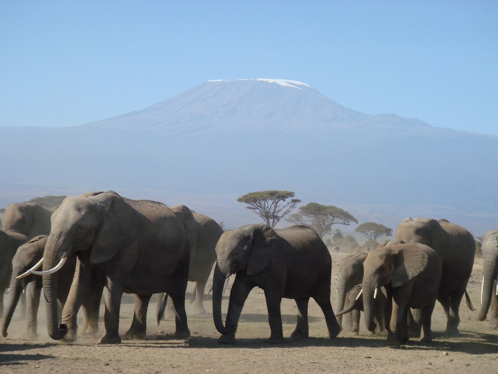 Kilima Safari Camp 37/49