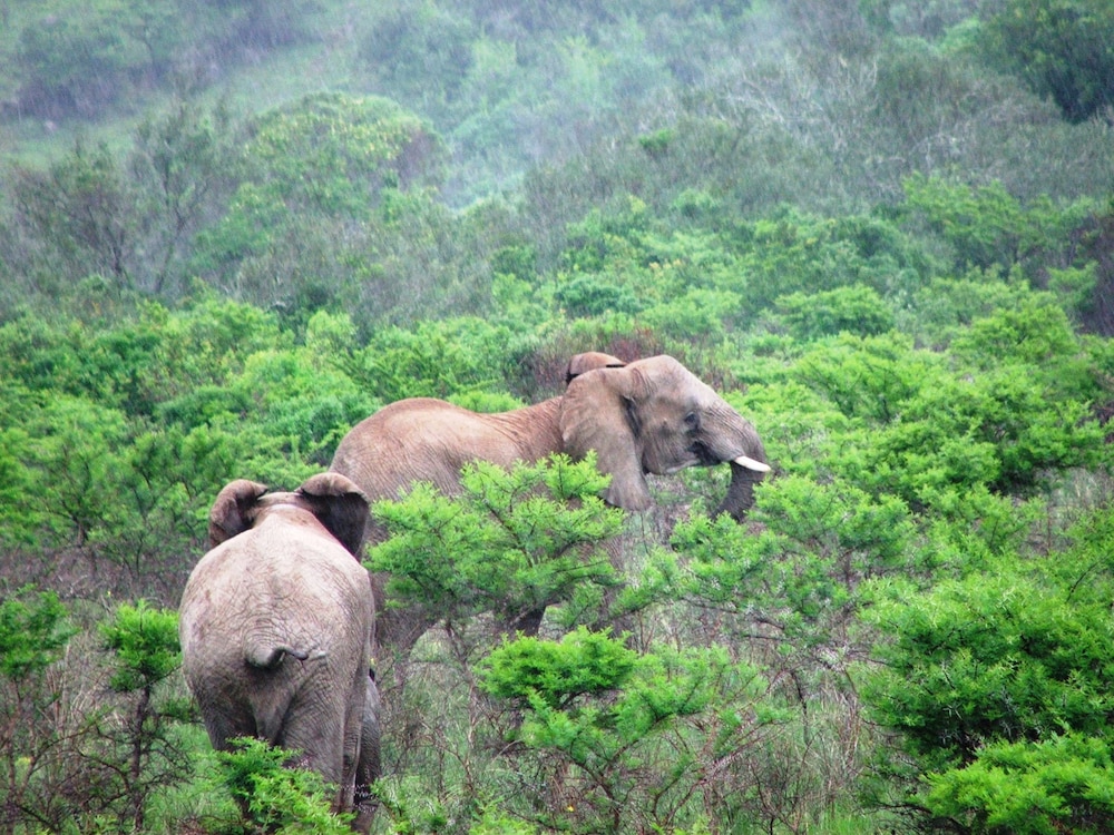 PREMIER RESORT MPONGO PRIVATE GAME RESERVE 46/50