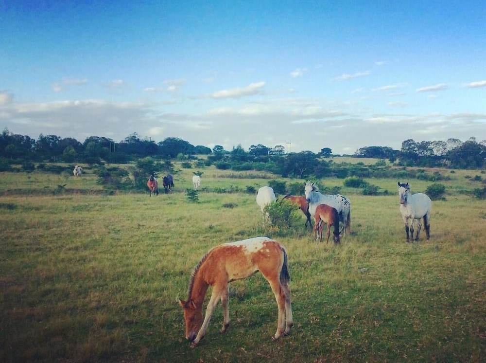 Kingston Farm 8/18