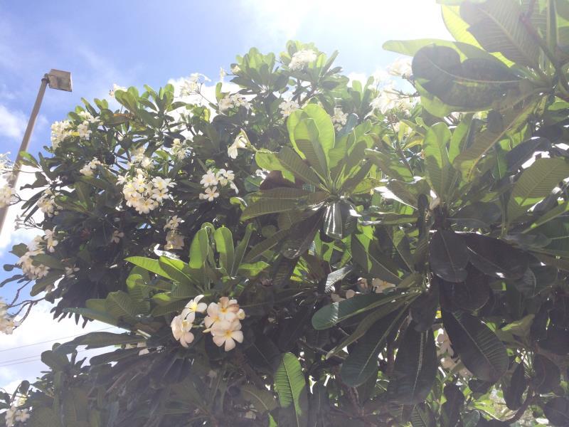 Guam Airport Hotel 30/33