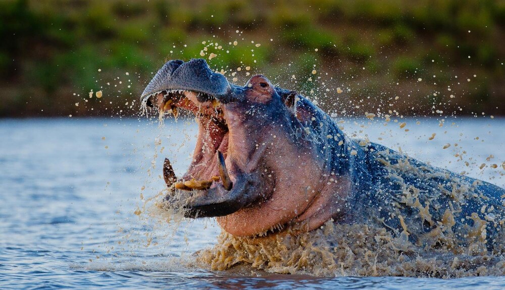 Motswari Private Game Reserve Timbavati 46/50