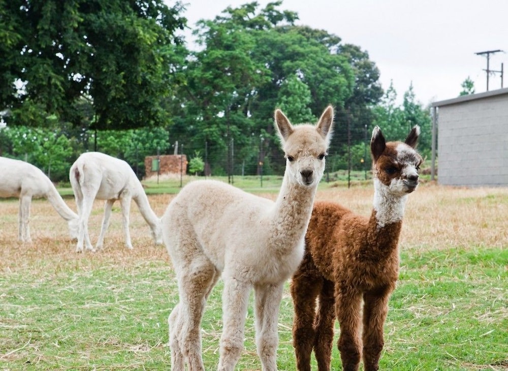 Ambers & Grace Guest Farm 39/50