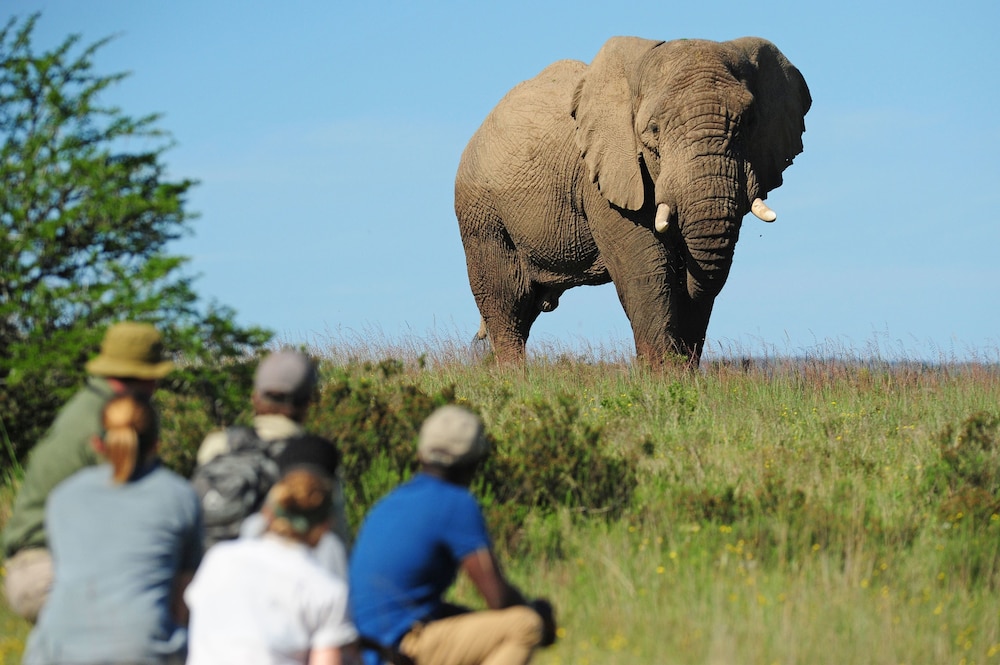 Shamwari Game Reserve - Riverdene 48/50