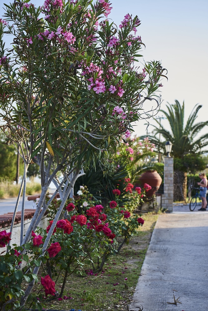 Kalloni Bay 37/50