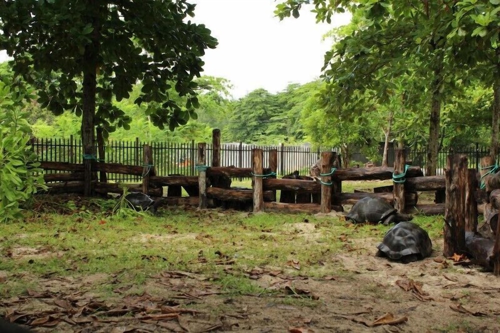 Heliconia Grove 28/46