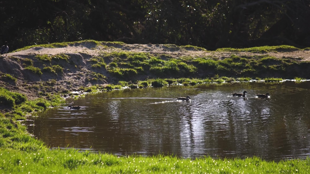 Limosa Rise 13/22