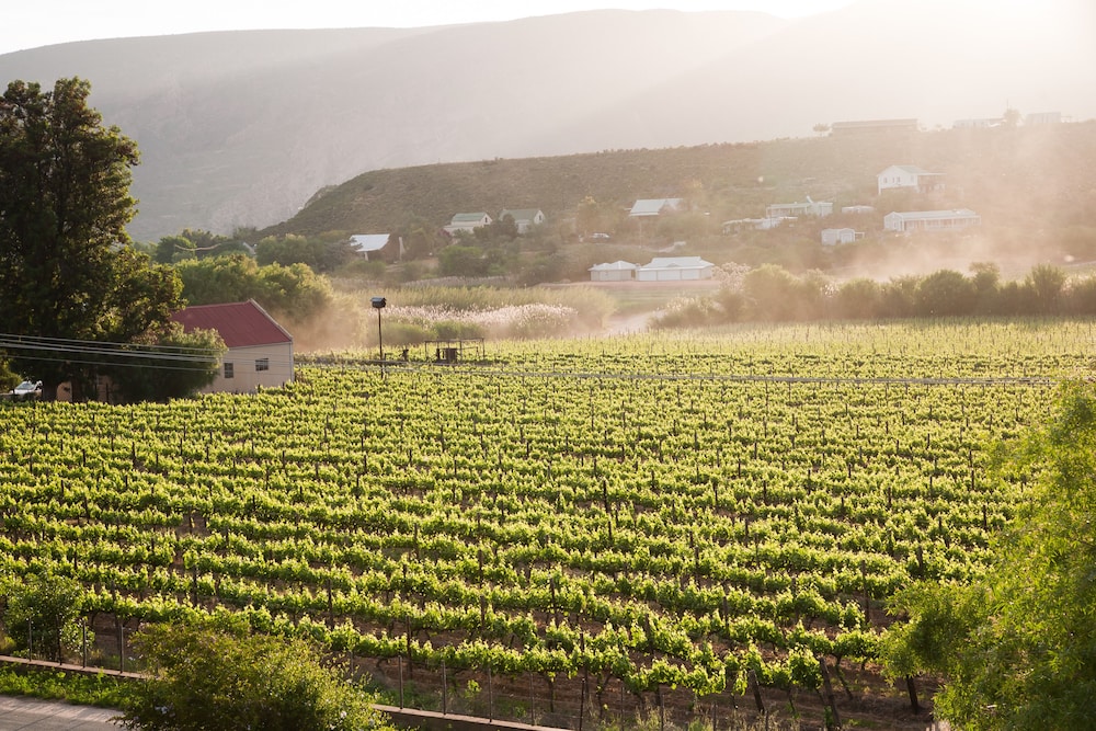 The Queen Of Calitzdorp 38/50