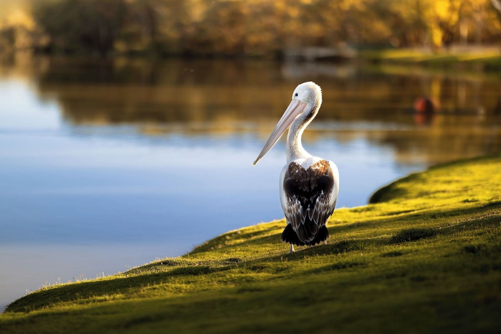 Discovery Parks - Renmark Riverfront 47/50