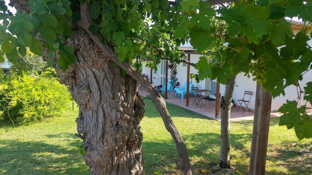 Il Giardino Fra Gli Ulivi 21/56