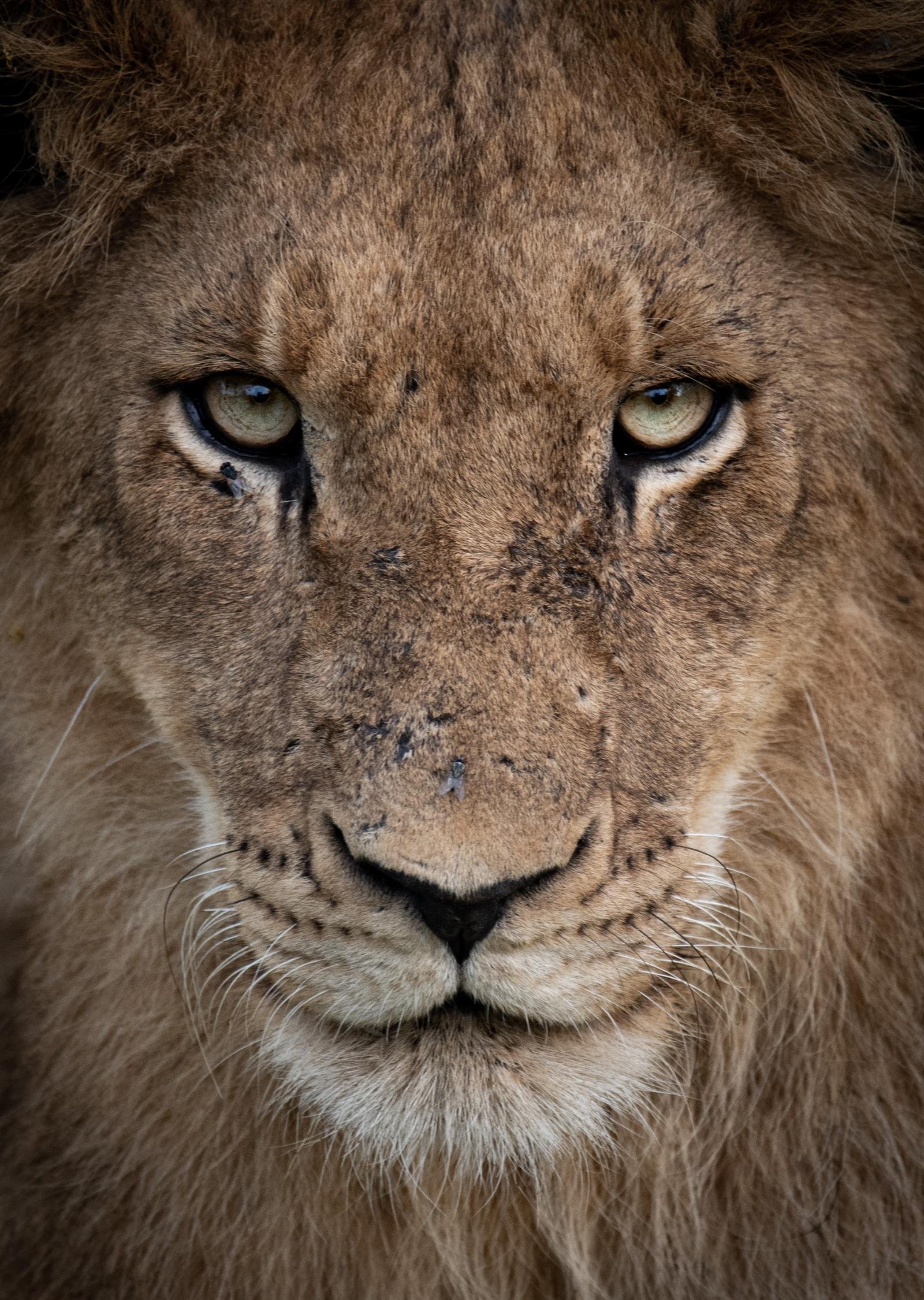 Cheetah Plains Private Game Reserve 95/96