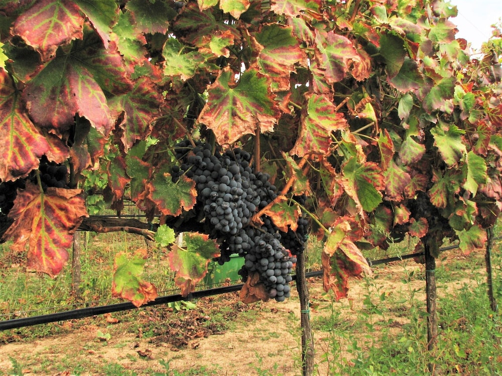 Agriturismo Lu Branu 47/69