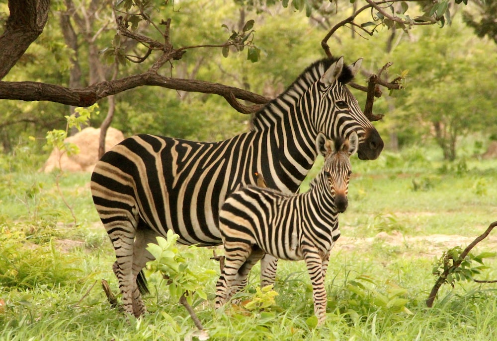 Fathala Wildlife Reserve 34/47
