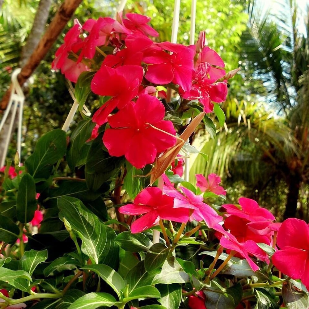 Duc Anh Garden Homestay 38/50