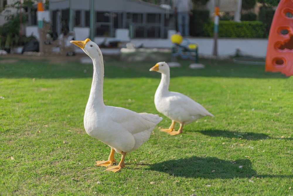 Clarks Resort Ajmer 51/58