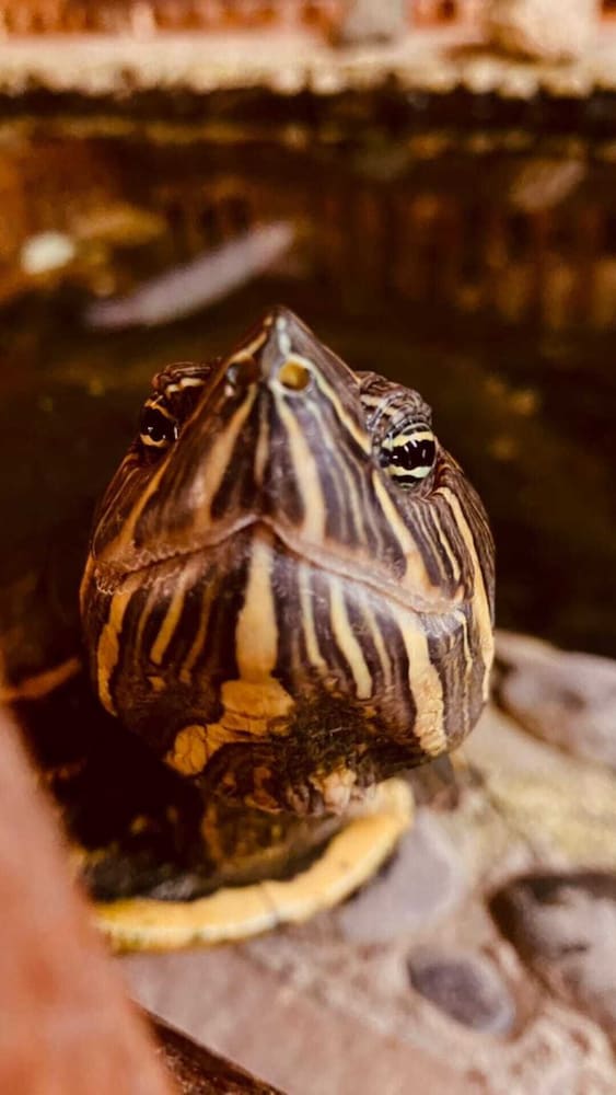 アマポラ リゾート 写真2