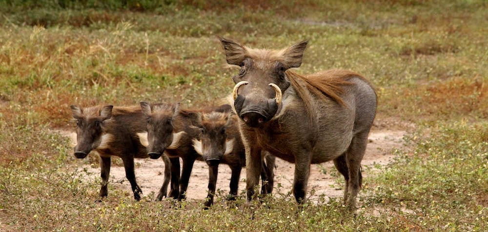 Fathala Wildlife Reserve 32/47