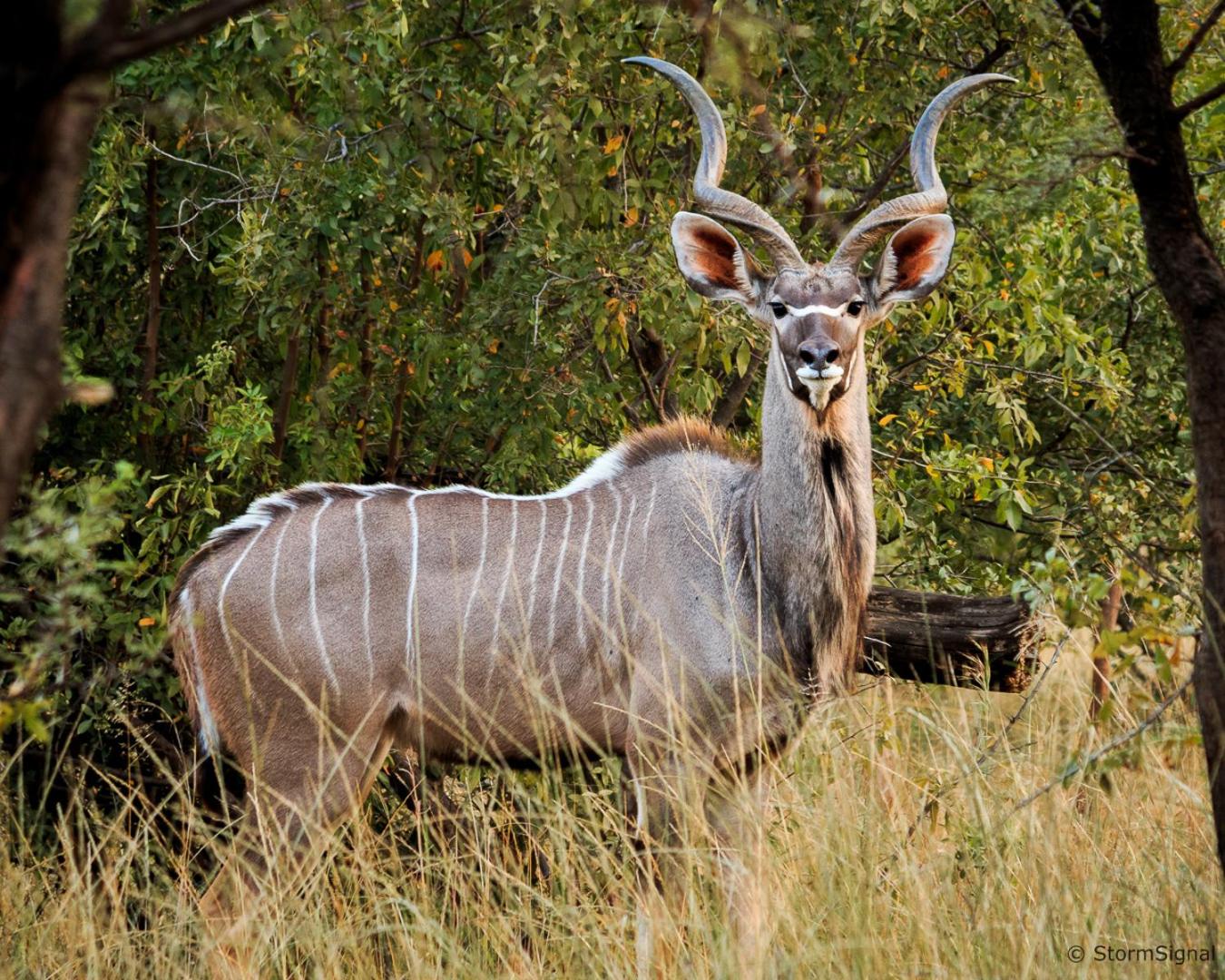 Thaba Manzi Ranch 20/27
