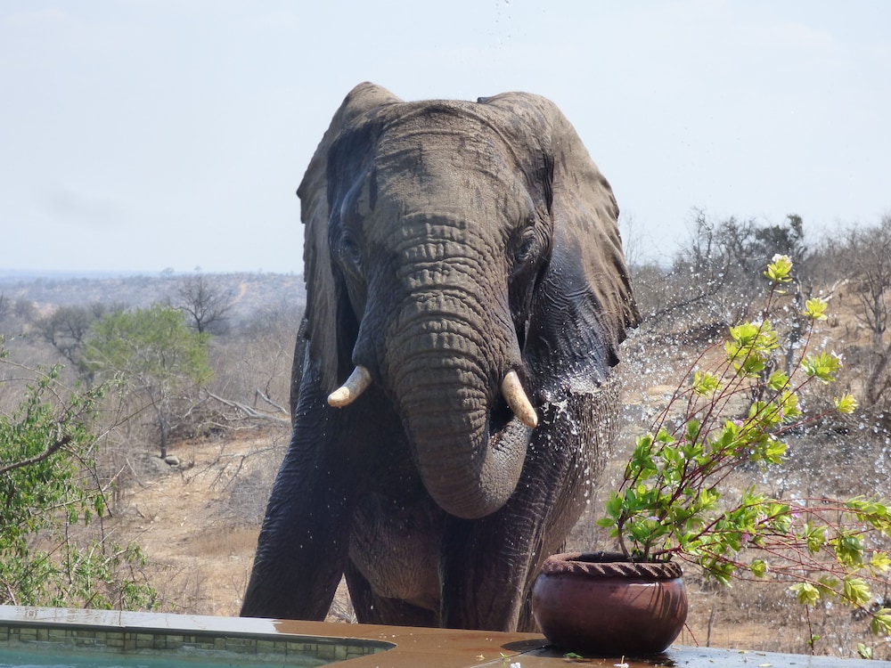 Mbizi Bush Lodge 38/50