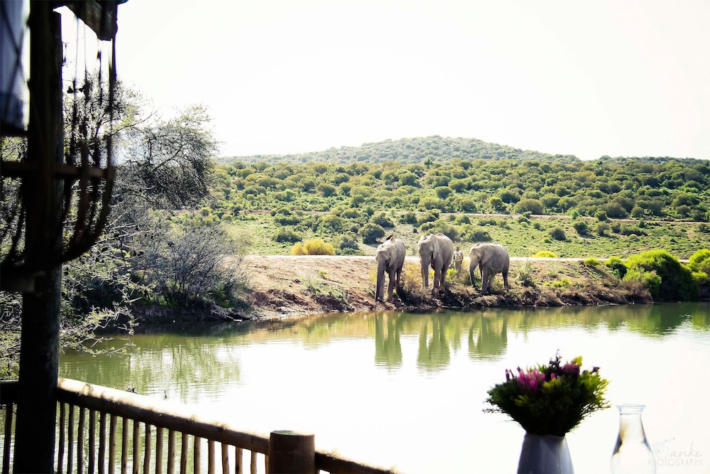 Buffelsdrift Game Lodge photo3