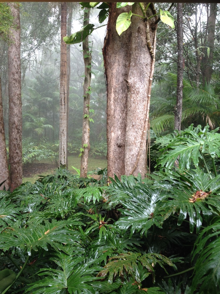 Songbirds Rainforest Retreat 39/50