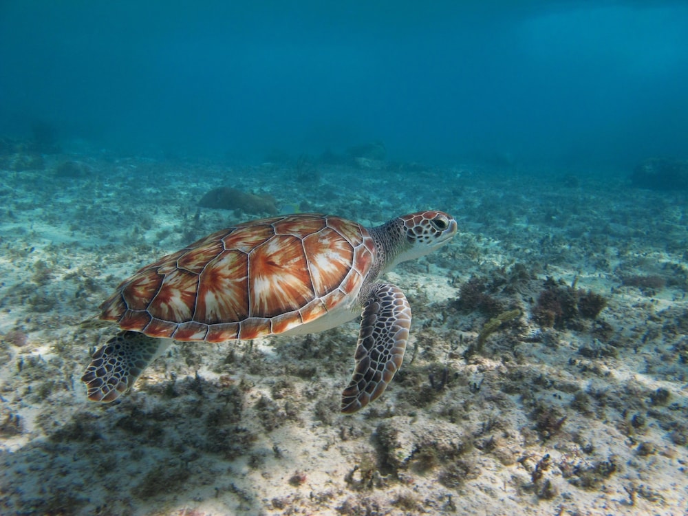 Encantada Tulum 6/50