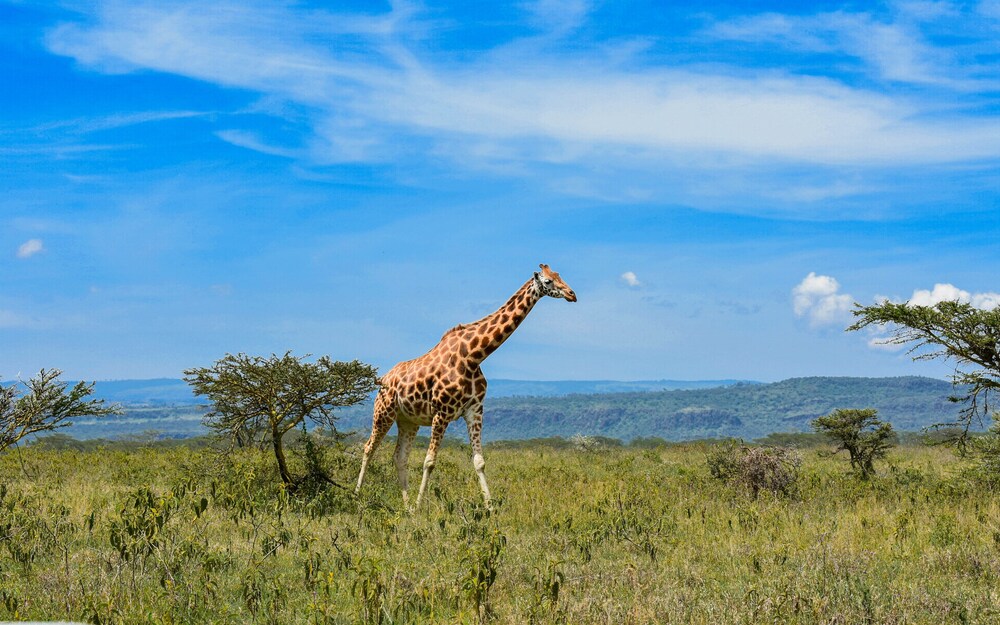 Lake Nakuru Lodge - All Inclusive 23/32