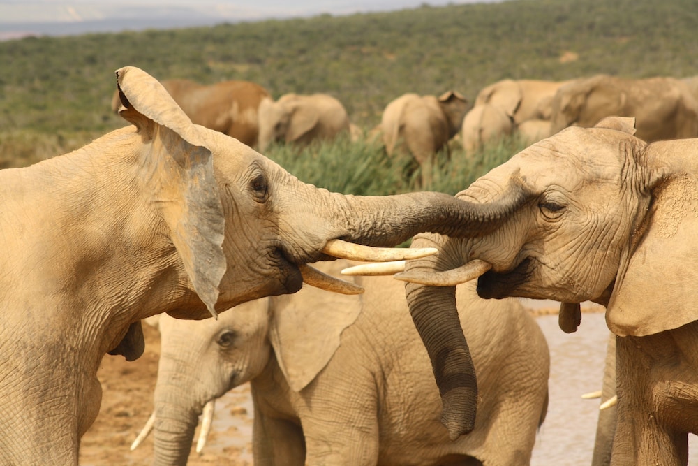 Gorah Elephant Camp 41/50