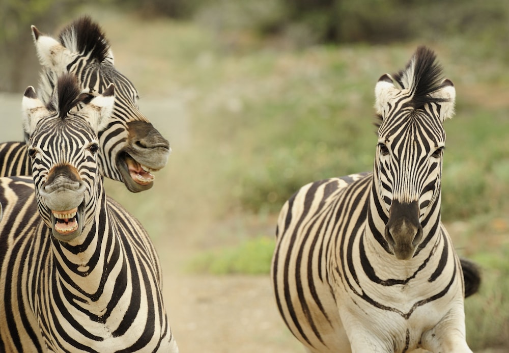 Sanbona Wildlife Reserve 11/50