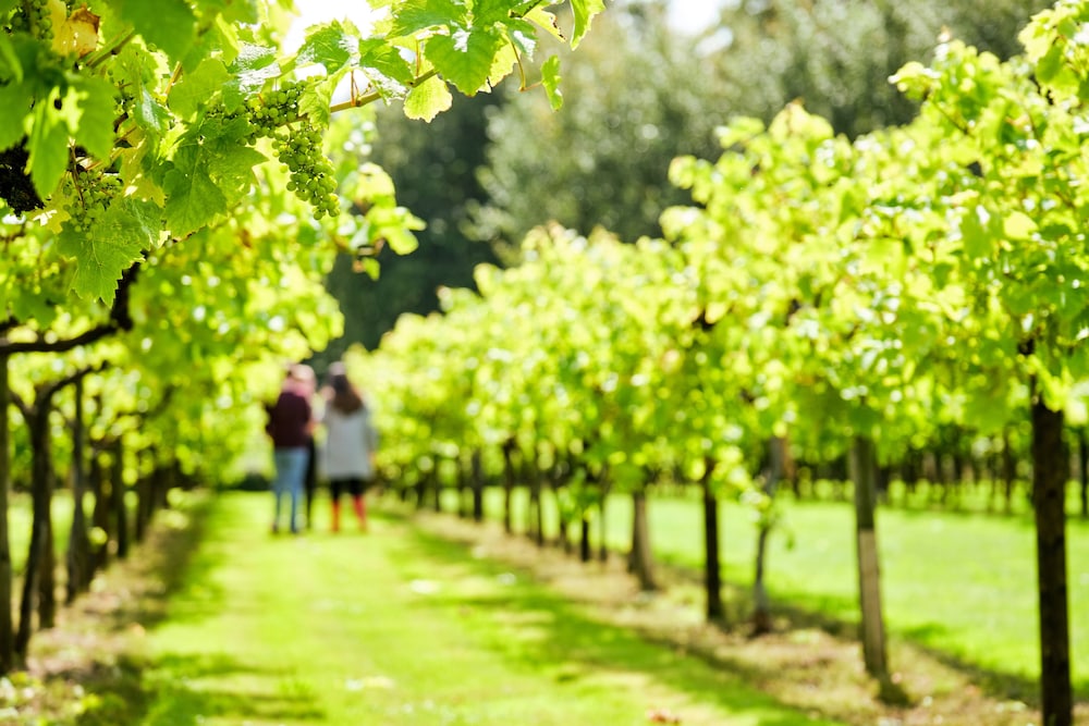Llanerch Vineyard 35/50