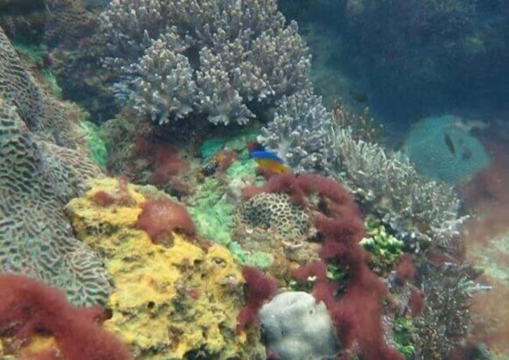 Greenseaviewresort Bangsaphan 45/50