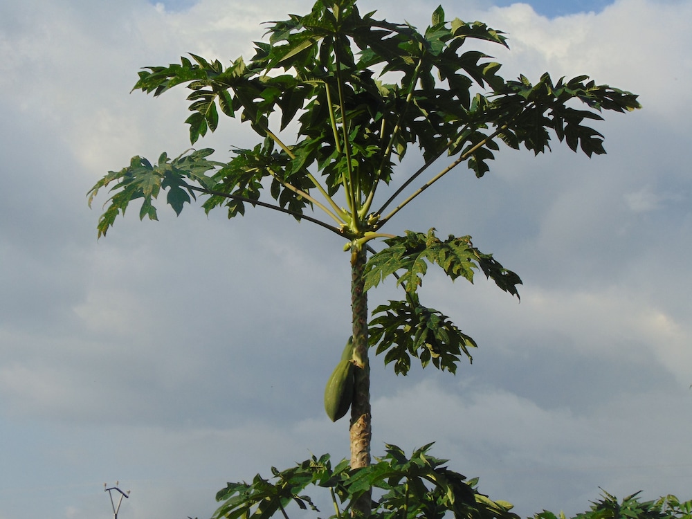 Residêncial Tamarindos 32/36