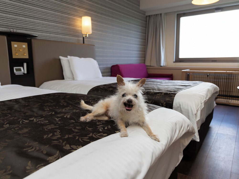 Apa Resort Joetsu Myoko 14/64