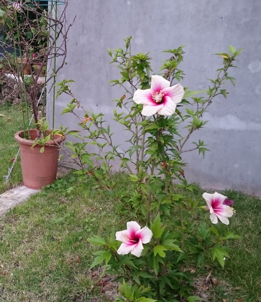 Minshuku Zabaru 14/21